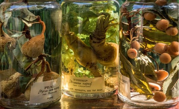 Elephant Bird Egg from extinct Aepyornithidae, 'Object Lessons, George Loudon', in white font to centre, by Ridinghouse.