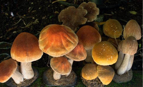 Elephant Bird Egg from extinct Aepyornithidae, 'Object Lessons, George Loudon', in white font to centre, by Ridinghouse.