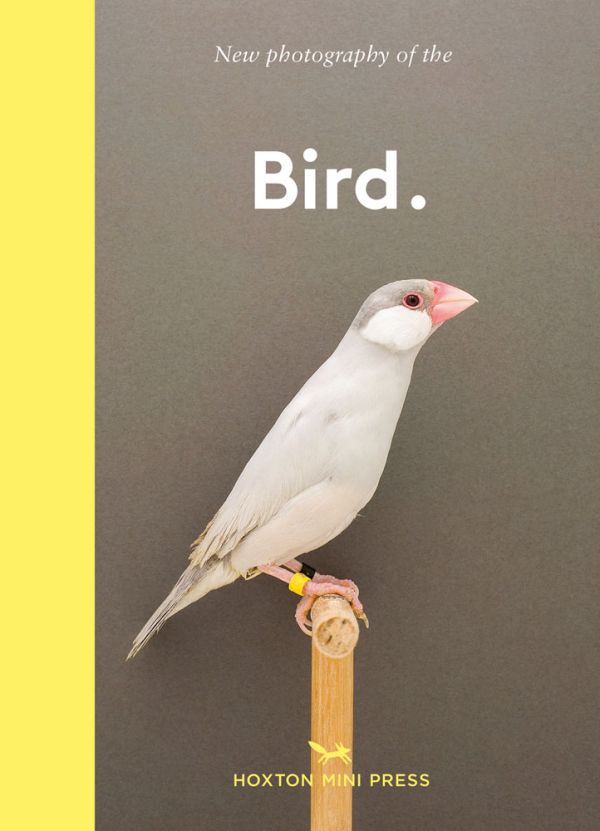 Book cover of New photography of the Bird, with salmon-created cockatoo standing on wooden perch. Published by Hoxton Mini Press.