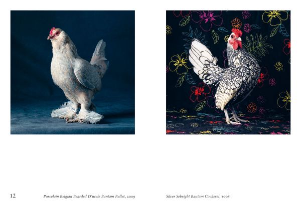 Book cover of New photography of the Bird, with salmon-created cockatoo standing on wooden perch. Published by Hoxton Mini Press.