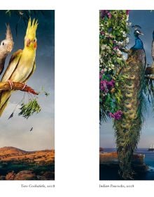 Salmon-created cockatoo standing on wooden perch, on cover of 'New photography of the Bird.', by Hoxton Mini Press.