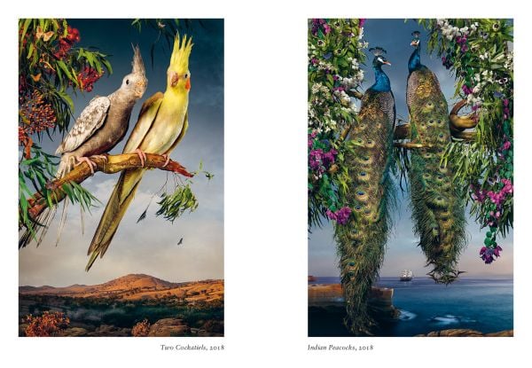 Book cover of New photography of the Bird, with salmon-created cockatoo standing on wooden perch. Published by Hoxton Mini Press.