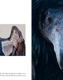 Book cover of New photography of the Bird, with salmon-created cockatoo standing on wooden perch. Published by Hoxton Mini Press.