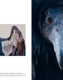 Salmon-created cockatoo standing on wooden perch, on cover of 'New photography of the Bird.', by Hoxton Mini Press.