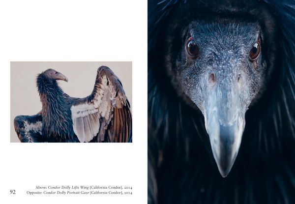 Book cover of New photography of the Bird, with salmon-created cockatoo standing on wooden perch. Published by Hoxton Mini Press.