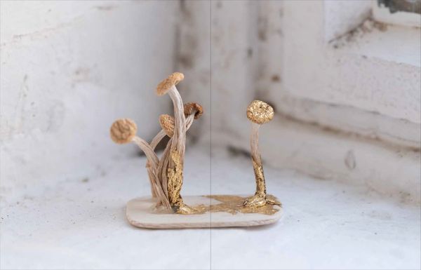 Book cover of Ashmolean NOW: Bettina von Zwehl, with an abstract artwork. Published by Ashmolean Museum.