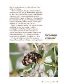 Pests in Houses Great & Small