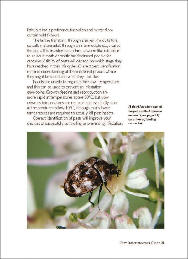 Pests in Houses Great & Small