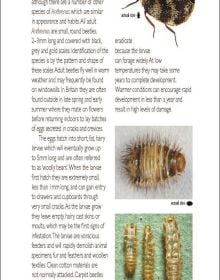 Pests in Houses Great & Small