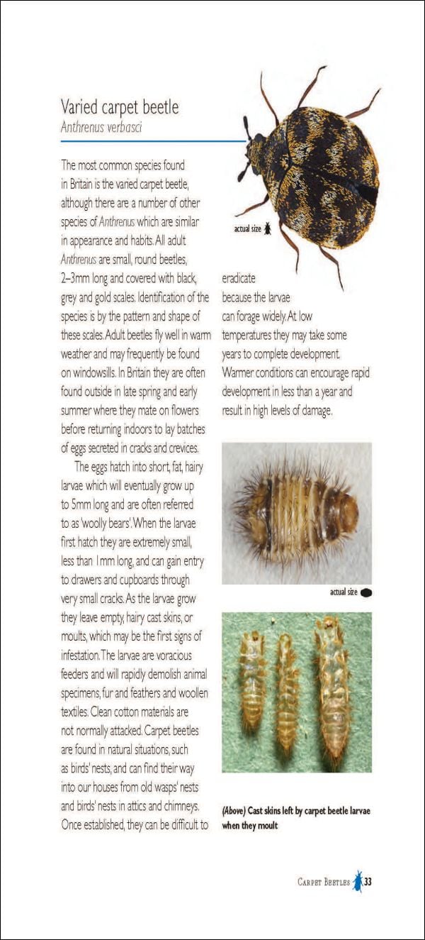 Pests in Houses Great & Small