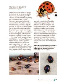 Pests in Houses Great & Small