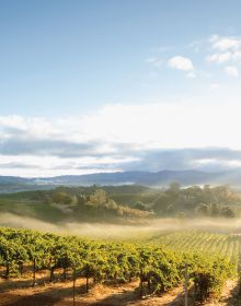 Book cover of On California, From Napa to Nebbiolo… Wine Tales from the Golden State, with a vineyard with mountainous backdrop. Published by Academie du Vin Library.