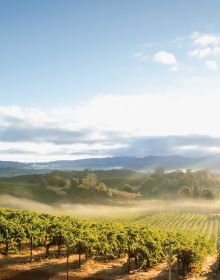 Vineyard with mountainous backdrop, on cover of 'On California, From Napa to Nebbiolo… Wine Tales from the Golden State', by Academie du Vin Library.