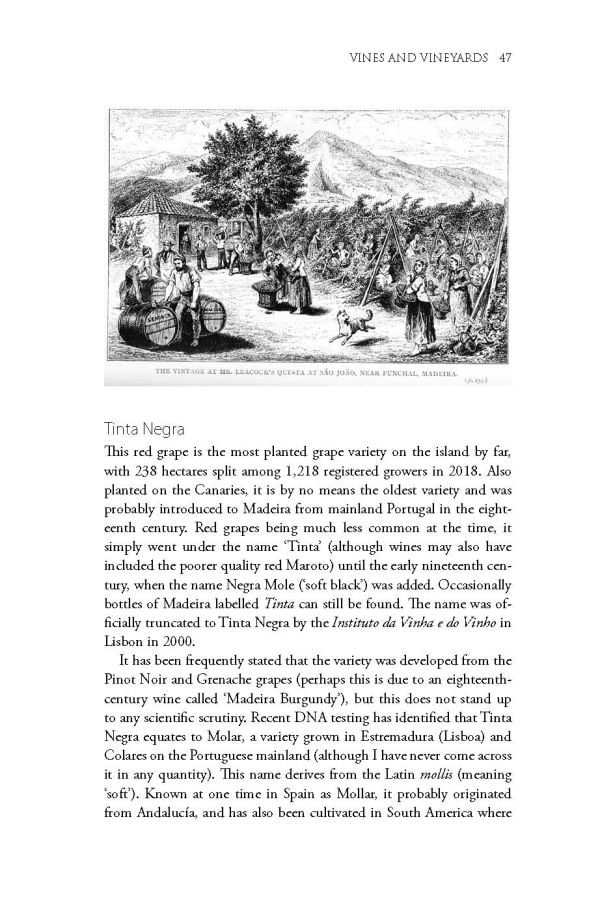 Book cover of Richard Mayson's guide, Madeira, The Islands and Their Wines, with an aerial view of vineyards on the coast, with the sea to the right. Published by Académie du Vin Library.