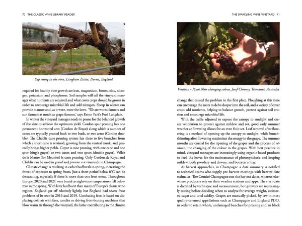 Book cover of The Classic Wine Library Reader, A Taste of the World's Best Wine Writing, with a white wine glass on burgundy. Published by Academie du Vin Library.