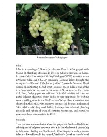 Book cover of The Wines of Brazil, featuring the vineyards. Published by Academie du Vin Library.