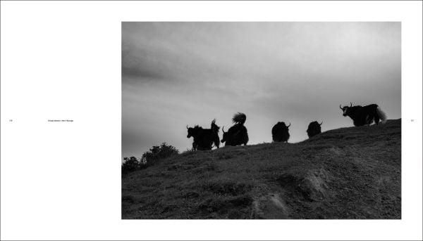 Book cover of Li Qiang: China Since 1981, with a aerial view of goats walking through landscape. Published by Artpower International.