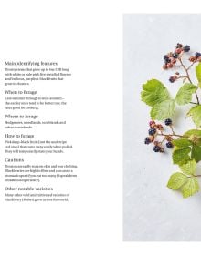 Book cover of 'Wild & Sweet, Forage and Make 101 Seasonal Desserts', with pink and yellow flowers. Published by Hoxton Mini Press.