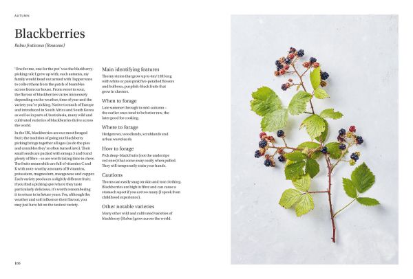 Book cover of 'Wild & Sweet, Forage and Make 101 Seasonal Desserts', with pink and yellow flowers. Published by Hoxton Mini Press.