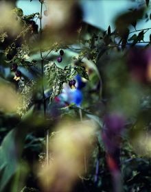 Close up shot of spider cobwebs covered with water droplets, spun over rocks and leaves, on cover of 'Passing Through', by Lost Press.