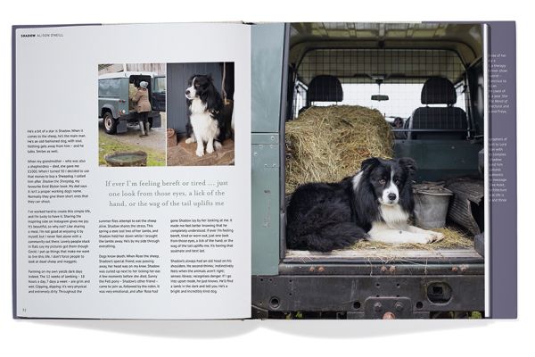 Book cover of Georgina Montagu's Top Dogs: A British Love Affair, with a castle guard in purple coat standing with an Irish wolfhound. Published by Triglyph Books.