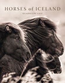 Horses of Iceland