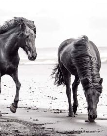 Horses of Iceland