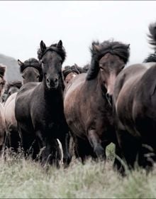 Horses of Iceland
