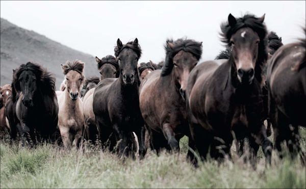 Horses of Iceland