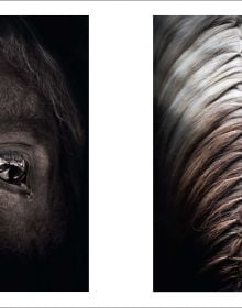 Horses of Iceland