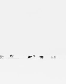 Echoes of the Pack