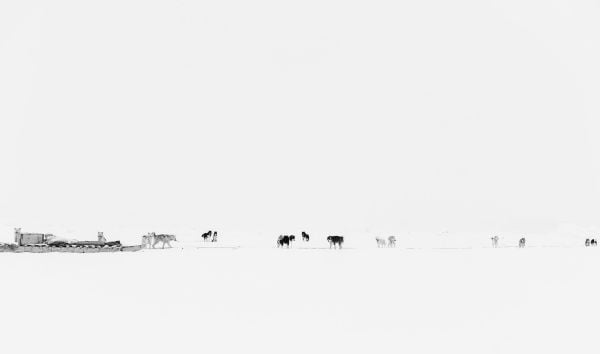 Echoes of the Pack