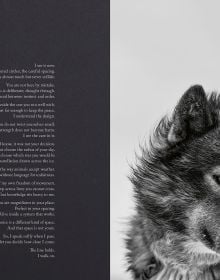 Echoes of the Pack