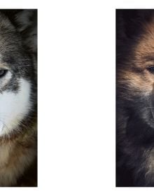Echoes of the Pack