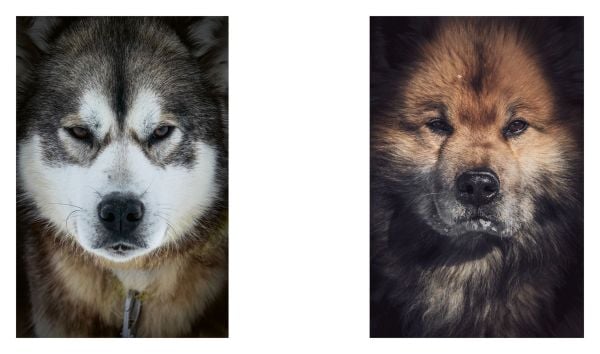 Echoes of the Pack