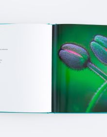 Book cover of An Affair of Flowers, featuring a macro photo of two red flower buds opening. Published by ORO Editions.