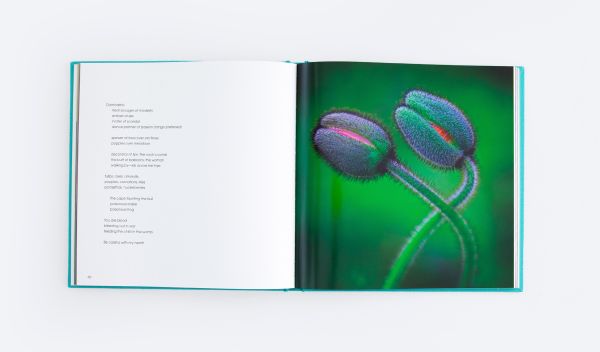 Book cover of An Affair of Flowers, featuring a macro photo of two red flower buds opening. Published by ORO Editions.