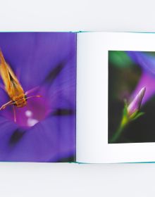 Macro photo of two red flower buds opening, to green cover of An Affair of Flowers, by ORO Editions.