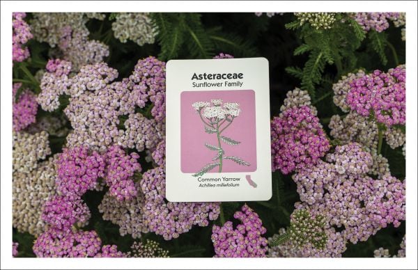 Game box cover of Go Native; featuring flowers. Published by ORO Editions.