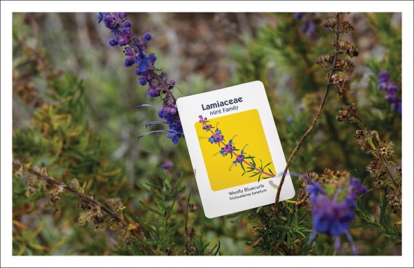 Game box cover of Go Native; featuring flowers. Published by ORO Editions.