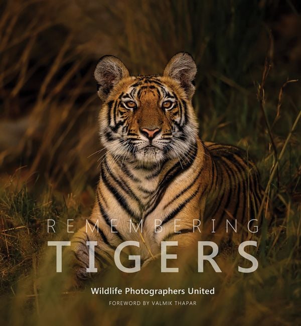 Book cover of Margot Raggett's Remembering Tigers, with a tiger staring into the distance. Published by Remembering Wildlife.