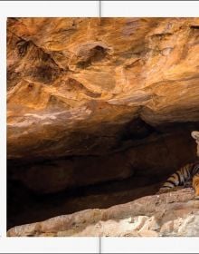 Book cover of Margot Raggett's Remembering Tigers, with a tiger staring into the distance. Published by Remembering Wildlife.
