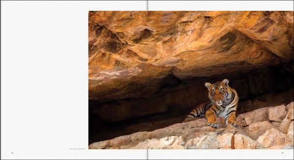 Book cover of Margot Raggett's Remembering Tigers, with a tiger staring into the distance. Published by Remembering Wildlife.