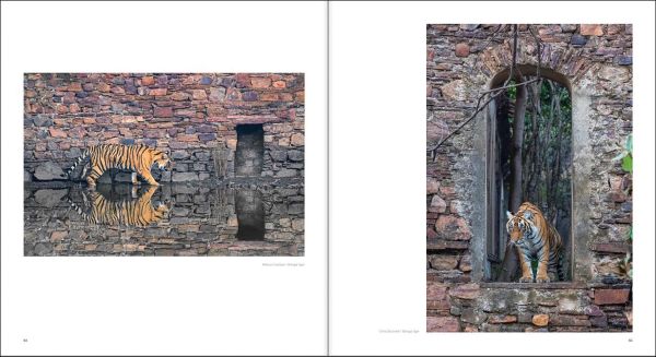 Book cover of Margot Raggett's Remembering Tigers, with a tiger staring into the distance. Published by Remembering Wildlife.