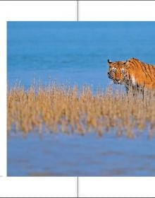 Book cover of Margot Raggett's Remembering Tigers, with a tiger staring into the distance. Published by Remembering Wildlife.