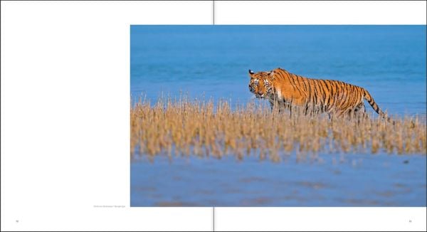 Book cover of Margot Raggett's Remembering Tigers, with a tiger staring into the distance. Published by Remembering Wildlife.
