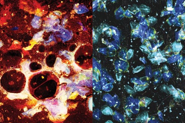 Book cover of Cellular Portraits: Laurence Graffensttaden; featuring a painting from human cells. Published by Editions Florentin.