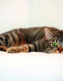 Love Cats