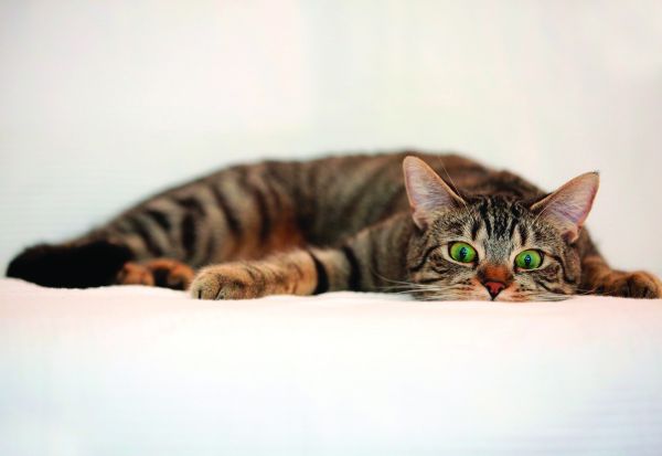 Book cover of Love Cats; featuring a kitten with it's mouth open. Published by Editions Florentin.