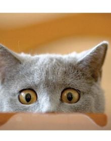 Love Cats
